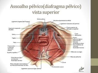 Assoalho pélvico(diafragma pélvico)
vista superior
 