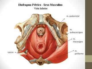 m. puborretal
m.
pubococcígeo
m.
iliococígeo
m.
piriforme
coccix
 