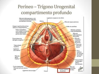 Períneo – Trígono Urogenital
compartimento profundo
 