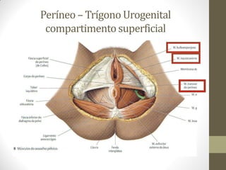 Períneo – Trígono Urogenital
compartimento superficial
 