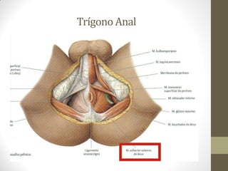 Trígono Anal
 