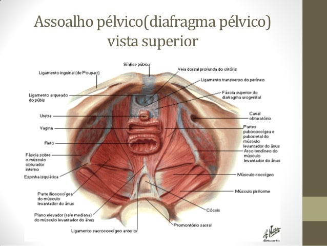 Músculos do períneo e assoalho pélvico