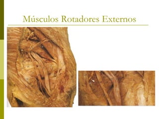 Músculos Rotadores Externos
 