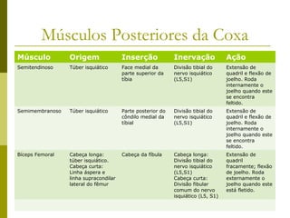 Músculos Posteriores da Coxa
Músculo          Origem                Inserção             Inervação             Ação
Semitendinoso    Túber isquiático      Face medial da       Divisão tibial do     Extensão de
                                       parte superior da    nervo isquiático      quadril e flexão de
                                       tíbia                (L5,S1)               joelho. Roda
                                                                                  internamente o
                                                                                  joelho quando este
                                                                                  se encontra
                                                                                  feltido.
Semimembranoso   Túber isquiático      Parte posterior do   Divisão tibial do     Extensão de
                                       côndilo medial da    nervo isquiático      quadril e flexão de
                                       tíbial               (L5,S1)               joelho. Roda
                                                                                  internamente o
                                                                                  joelho quando este
                                                                                  se encontra
                                                                                  feltido.
Bíceps Femoral   Cabeça longa:         Cabeça da fíbula     Cabeça longa:         Extensão de
                 túber isquiático.                          Divisão tibial do     quadril
                 Cabeça curta:                              nervo isquiático      fracamente; flexão
                 Linha áspera e                             (L5,S1)               de joelho. Roda
                 linha supracondilar                        Cabeça curta:         externamente o
                 lateral do fêmur                           Divisão fibular       joelho quando este
                                                            comum do nervo        está fletido.
                                                            isquiático (L5, S1)
 