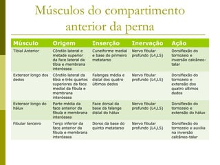Músculos do compartimento
                anterior da perna
Músculo              Origem                 Inserção             Inervação          Ação
Tibial Anterior      Côndilo lateral e      Cuneiforme medial    Nervo fibular      Dorsiflexão do
                     metade superior        e base do primeiro   profundo (L4,L5)   tornozelo e
                     da face lateral da     metatarso                               inversão calcâneo-
                     tíbia e membrana                                               talar
                     interóssea
Extensor longo dos   Côndilo lateral da     Falanges média e     Nervo fibular      Dorsiflexão do
dedos                tíbia e três quartos   distal dos quatro    profundo (L4,L5)   tornozelo e
                     superiores da face     últimos dedos                           extensão dos
                     medial da fíbula e                                             quatro últimos
                     membrana                                                       dedos
                     interóssea
Extensor longo do    Parte média da         Face dorsal da       Nervo fibular      Dorsiflexão do
hálux                face anterior da       base da falange      profundo (L4,L5)   tornozelo e
                     fíbula e membrana      distal do hálux                         extensão do hálux
                     interóssea
Fibular terceiro     Terço inferior da      Dorso da base do     Nervo fibular      Dorsiflexão do
                     face anterior da       quinto metatarso     profundo (L4,L5)   tornozelo e auxilia
                     fíbula e membrana                                              na inversão
                     interóssea                                                     calcâneo-talar
 