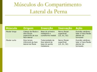 Músculos do Compartimento
               Lateral da Perna

Músculo         Origem               Inserção            Inervação       Ação
Fibular longo   Cabeça da fíbula e   Base do primeiro    Nervo fibular   Eversão calcâneo-
                dois terços          metatarso e         superficial     talar e fraca flexão
                superiores de sua    cuneiforme medial   (L5, S1, S2)    plantar do
                face lateral                                             tornozelo
Fibular curto   Dois terços          Tuberosidade da     Nervo fibular   Eversão calcâneo-
                inferiores da face   face lateral da     superficial     talar e fraca flexão
                lateral da fíbula    base do quinto      (L5, S1, S2)    plantar do
                                     metatarso                           tornozelo
 