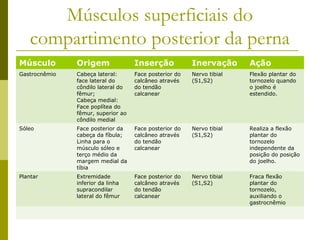 Músculos superficiais do
    compartimento posterior da perna
Músculo        Origem               Inserção            Inervação      Ação
Gastrocnêmio   Cabeça lateral:      Face posterior do   Nervo tibial   Flexão plantar do
               face lateral do      calcâneo através    (S1,S2)        tornozelo quando
               côndilo lateral do   do tendão                          o joelho é
               fêmur;               calcanear                          estendido.
               Cabeça medial:
               Face poplítea do
               fêmur, superior ao
               côndilo medial
Sóleo          Face posterior da    Face posterior do   Nervo tibial   Realiza a flexão
               cabeça da fíbula;    calcâneo através    (S1,S2)        plantar do
               Linha para o         do tendão                          tornozelo
               músculo sóleo e      calcanear                          independente da
               terço médio da                                          posição do posição
               margem medial da                                        do joelho.
               tíbia
Plantar        Extremidade          Face posterior do   Nervo tibial   Fraca flexão
               inferior da linha    calcâneo através    (S1,S2)        plantar do
               supracondilar        do tendão                          tornozelo,
               lateral do fêmur     calcanear                          auxiliando o
                                                                       gastrocnêmio
 