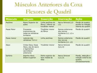 Músculos Anteriores da Coxa
              Flexores de Quadril
Músculo       Origem                 Inserção             Inervação            Ação
Pectíneo      Ramo Superior do       Linha pectínea do    Nervo femoral (L2-   Flexão do quadril,
              púbis                  fêmur, inferior ao   L3)                  auxilia na rotação
                                     trocânter menor                           interna do quadril
Psoas Maior   Processos              Trocânter menor      Ramos anteriores     Flexão do quadril
              transversos de         do fêmur             dos nervos
              todas as vértebras                          lombares (L1, L2 e
              lombares                                    L3)
Psoas menor   Laterais das           Linha pectínea       Ramos anteriores     Flexão do quadril
              vértebras T12-L1                            dos nervos
                                                          lombares (L1, L2)
Ilíaco        Crista ilíaca, fossa   Trocânter menor      Nervo femoral        Flexão do quadril
              ilíaca, asa do sacro                        (L2,L3)
              e ligamentos
              sacroilíacos
              anteriores
Sartório      Espinha ilíaca         Parte superior da    Nervo femoral        Flexão, abdução e
              ântero-superior        face medial da       (L2,L3)              rotação externa do
                                     tíbia                                     quadril,
                                                                               simultaneamente
 