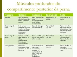 Músculos profundos do
    compartimento posterior da perna
Músculo            Origem                 Inserção             Inervação           Ação
Poplíteo           Face lateral do        Face posterior da    Nervo tibial (L4,   Fraca Flexão de
                   côndilo lateral do     tíbia                L5,S1)              joelho
                   fêmur e menisco        superiormente à
                   lateral                linha para o
                                          músculo sóleo
Flexor longo do    Dois terços            Base da falange      Nervo tibial        Flexão do hálux
hálux              inferiores da face     distal do hálux      (S2,S3)             em todas as suas
                   inferior da fíbula;                                             articulações; Fraca
                   Parte inferior da                                               flexão plantar do
                   membrana                                                        tornozelo
                   interóssea
Flexor longo dos   Parte medial da        Bases das falanges   Nervo tibial        Flexão dos quatro
dedos              face posterior da      distais dos quatro   (S2,S3)             últimos dedos;
                   tíbia,                 últimos dedos                            Flexão plantar do
                   inferiormente à                                                 tornozelo
                   linha para o
                   músculo sóleo
Tibial posterior   Membrana               Tuberosidade do      Nervo tibial        Flexão plantar do
                   interóssea; Face       navicular,           (L4,L5)             tornozelo;
                   posterior da tíbia e   cuneiforme,                              Inversão calcâneo-
                   da fíbula              cubóide e                                talar
                                          sustentáculo do
                                          tálus; base do
                                          2º,3º e 4º
                                          metatarsos
 