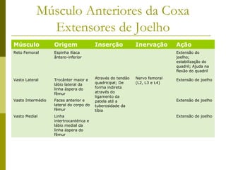 Músculo Anteriores da Coxa
             Extensores de Joelho
Músculo            Origem                Inserção            Inervação       Ação
Reto Femoral       Espinha ilíaca                                            Extensão do
                   ântero-inferior                                           joelho;
                                                                             estabilização do
                                                                             quadril; Ajuda na
                                                                             flexão do quadril

Vasto Lateral      Trocânter maior e     Através do tendão   Nervo femoral   Extensão de joelho
                   lábio lateral da      quadricipal; De     (L2, L3 e L4)
                   linha áspera do       forma indireta
                   fêmur                 através do
                                         ligamento da
Vasto Intermédio   Faces anterior e      patela até a                        Extensão de joelho
                   lateral do corpo do   tuberosidade da
                   fêmur                 tíbia
Vasto Medial       Linha                                                     Extensão de joelho
                   intertrocantérica e
                   lábio medial da
                   linha áspera do
                   fêmur
 