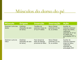 Músculos do dorso do pé

Músculo              Origem              Inserção            Inervação         Ação
Extensor curto dos   Calcâneo            Tendões do          Nervo fibular     Auxiliar do
dedos                (Assoalho do seio   extensor longo do   profundo (L5 ou   músculo extensor
                     do tarso)           2º ao 4º dedos      Si, ou ambos      longo dos dedos,
                                                                               realizando
                                                                               extensão do 2º ao
                                                                               4º dedos nas
                                                                               articulações MTF e
                                                                               IF
Extensor curto do    Clacâneo            Face dorsal da      Nervo fibular     Auxiliar do
hálux                (Assoalho do seio   base da falange     profundo (L5 ou   músculo extensor
                     do tarso)           proximal do hálux   Si, ou ambos      longo do hálux,
                                                                               realizando
                                                                               extensão na
                                                                               articulação MTF
 