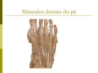 Músculos dorsais do pé
 