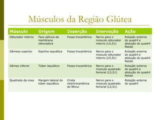 Músculos da Região Glútea
Músculo             Origem               Inserção             Inervação           Ação
Obturador interno   Face pélvica da      Fossa trocantérica   Nervo para o        Rotação externa
                    membrana                                  músculo obturador   do quadril e
                    obturadora                                interno (L5,S1)     abdução do quadril
                                                                                  fletido
Gêmeos superior     Espinha isquiática   Fossa trocantérica   Nervo para o        Rotação externa
                                                              músculo obturador   do quadril e
                                                              interno (L5,S1)     abdução do quadril
                                                                                  fletido
Gêmeo inferior      Túber isquiático     Fossa trocantérica   Nervo para o        Rotação externa
                                                              músculo quadrado    do quadril e
                                                              femoral (L5,S1)     abdução do quadril
                                                                                  fletido
Quadrado da coxa    Margem lateral do    Crista               Nervo para o        Rotação externa
                    túber isquiático     intertrocantérica    músculo quadrado    do quadril
                                         do fêmur             femoral (L5,S1)
 