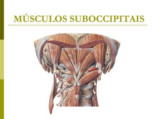MÚSCULOS DO TÓRAX
   Intercostais internos
       Tem origem ventralmente no esterno
        estendendo-se dorsalmente a...