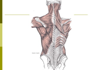 Músculos dos membros superiores 2013.1