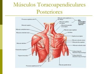 Músculos do Antebraço
 Músculos Antebraquiais palmares
  superficiais
 Músculos Antebraquiais palmares
  profundos
 Mús...