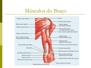 Músculos dos membros superiores 2013.1