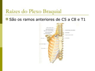 Ramos dos Fascículos lateral e
medial do Plexo Braquial
 