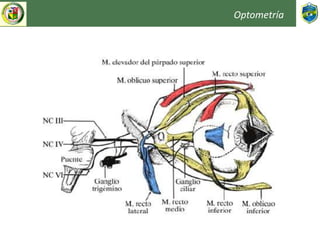 Optometría
 