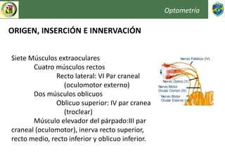 Optometría
ORIGEN, INSERCIÓN E INNERVACIÓN
Siete Músculos extraoculares
Cuatro músculos rectos
Recto lateral: VI Par craneal
(oculomotor externo)
Dos músculos oblicuos
Oblicuo superior: IV par craneal
(troclear)
Músculo elevador del párpado:III par
craneal (oculomotor), inerva recto superior,
recto medio, recto inferior y oblicuo inferior.
 