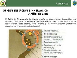 Optometría
ORIGEN, INSERCIÓN E INNERVACIÓN
Anillo de Zinn
El Anillo de Zinn o anillo tendinoso común es una estructura fibrocartilaginosa
formada por la unión de 5 de los 6 músculos extraoculares del ojo: recto superior,
recto inferior, recto interno, recto externo y el oblicuo superior [claramente
exceptuando el músculo oblicuo inferior].
 