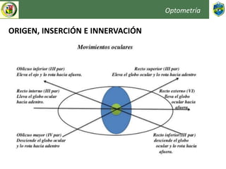 Optometría
ORIGEN, INSERCIÓN E INNERVACIÓN
 
