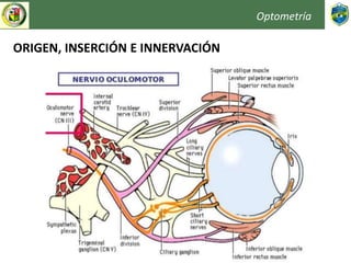 Optometría
ORIGEN, INSERCIÓN E INNERVACIÓN
 