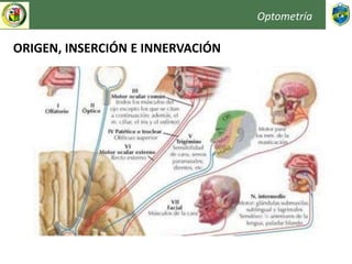 Optometría
ORIGEN, INSERCIÓN E INNERVACIÓN
 