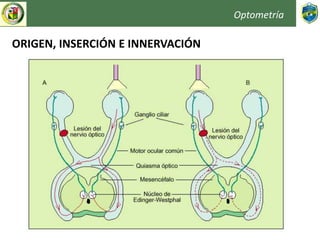 Optometría
ORIGEN, INSERCIÓN E INNERVACIÓN
 