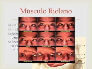 Músculo Riolano

 Cintilla muscular de 2 mm de ancho
 Implantación de las pestañas
 Se extiende de comisuras a comisuras de los
parpados
 Encargado de mantener el borde palpebral en
estrecho contacto con el globo en todas las posiciones
de la mirada

 