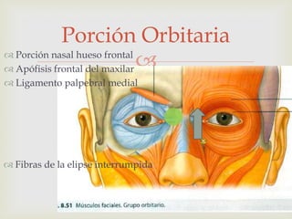 Porción Orbitaria
 Porción nasal hueso frontal
 Apófisis frontal del maxilar 
 Ligamento palpebral medial

 Fibras de la elipse interrumpida

 