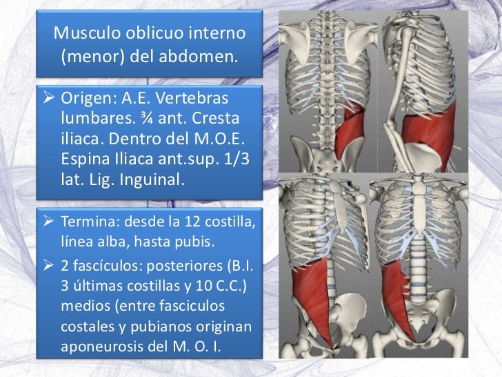 Músculos, fascias y aponeurosis del abdomen
