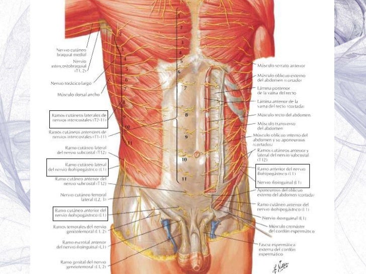 músculos fascias y aponeurosis del abdomen