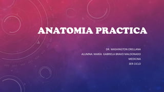 ANATOMIA PRACTICA
DR. WASHINGTON ORELLANA
ALUMNA: MARÍA GABRIELA BRAVO MALDONADO
MEDICINA
3ER CICLO

 