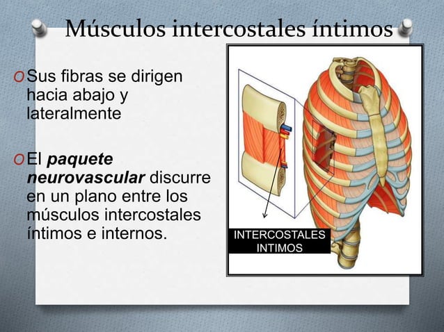 Intercostales Ejercicios Para Los Músculos Intercostales – HQZC