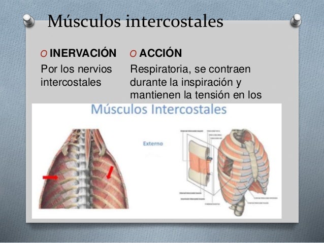 Musculos intercostales internos irrigacion Musculos intercostales internos irrigacion