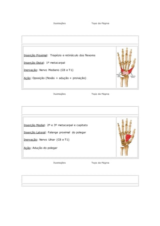 Ilustrações Topo da Página
OPONENTE DO POLEGAR
Mão - Região Palmar Lateral (Tenar)
Inserção Proximal: Trapézio e retináculo dos flexores
Inserção Distal: 1º metacarpal
Inervação: Nervo Mediano (C8 e T1)
Ação: Oposição (flexão + adução + pronação)
Ilustrações Topo da Página
ADUTOR DO POLEGAR
Mão - Região Palmar Lateral (Tenar)
Inserção Medial: 2º e 3º metacarpal e capitato
Inserção Lateral: Falange proximal do polegar
Inervação: Nervo Ulnar (C8 e T1)
Ação: Adução do polegar
Ilustrações Topo da Página
PALMAR CURTO
Mão - Região Palmar Medial (Hipotenar)
 