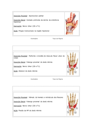 Inserção Proximal: Aponeurose palmar
Inserção Distal: Camada profunda da derme da eminência
hipotenar
Inervação: Nervo Ulnar (C8 e T1)
Ação: Pregas transversais na região hipotenar
Ilustrações Topo da Página
ABDUTOR DO MÍNIMO
Mão - Região Palmar Medial (Hipotenar)
Inserção Proximal: Pisiforme e tendão do músculo flexor ulnar do
carpo
Inserção Distal: Falange proximal do dedo mínimo
Inervação: Nervo Ulnar (C8 e T1)
Ação: Abdutor do dedo mínimo
Ilustrações Topo da Página
FLEXOR CURTO DO MÍNIMO
Mão - Região Palmar Medial (Hipotenar)
Inserção Proximal: Hâmulo do hamato e retináculo dos flexores
Inserção Distal: Falange proximal do dedo mínimo
Inervação: Nervo Ulnar (C8 e T1)
Ação: Flexão da MF do dedo mínimo
 