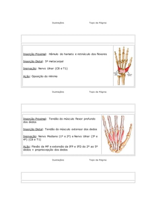 Ilustrações Topo da Página
OPONENTE DO MÍNIMO
Mão - Região Palmar Medial (Hipotenar)
Inserção Proximal: Hâmulo do hamato e retináculo dos flexores
Inserção Distal: 5º metacarpal
Inervação: Nervo Ulnar (C8 e T1)
Ação: Oposição do mínimo
Ilustrações Topo da Página
LUMBRICAIS (4 Músculos)
Mão - Região Palmar Média
Inserção Proximal: Tendão do músculo flexor profundo
dos dedos
Inserção Distal: Tendão do músculo extensor dos dedos
Inervação: Nervo Mediano (1º e 2º) e Nervo Ulnar (3º e
4º) (C8 e T1)
Ação: Flexão da MF e extensão da IFP e IFD do 2º ao 5º
dedos + propriocepção dos dedos
Ilustrações Topo da Página
INTERÓSSEOS PALMARES (3 Músculos)
Mão - Região Palmar Média
 