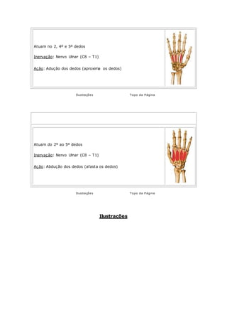 Atuam no 2, 4º e 5º dedos
Inervação: Nervo Ulnar (C8 – T1)
Ação: Adução dos dedos (aproxima os dedos)
Ilustrações Topo da Página
INTERÓSSEOS DORSAIS (4 Músculos)
Mão - Região Palmar Média
Atuam do 2º ao 5º dedos
Inervação: Nervo Ulnar (C8 – T1)
Ação: Abdução dos dedos (afasta os dedos)
Ilustrações Topo da Página
Ilustrações
Músculos da Mão - Dissecação Superficial
 