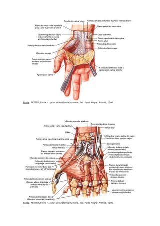 Fonte: NETTER, Frank H.. Atlas de Anatomia Humana. 2ed. Porto Alegre: Artmed, 2000.
Músculos da Mão - Dissecação Profunda
Fonte: NETTER, Frank H.. Atlas de Anatomia Humana. 2ed. Porto Alegre: Artmed, 2000.
 