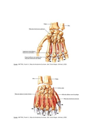 Músculos da Mão - Interósseos Palmares
Fonte: NETTER, Frank H.. Atlas de Anatomia Humana. 2ed. Porto Alegre: Artmed, 2000.
Músculos da Mão - Interósseos Dorsais
Fonte: NETTER, Frank H.. Atlas de Anatomia Humana. 2ed. Porto Alegre: Artmed, 2000.
 