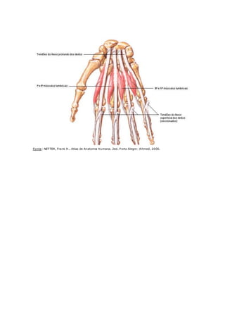 Músculos da Mão - Lumbricais
Fonte: NETTER, Frank H.. Atlas de Anatomia Humana. 2ed. Porto Alegre: Artmed, 2000.
 