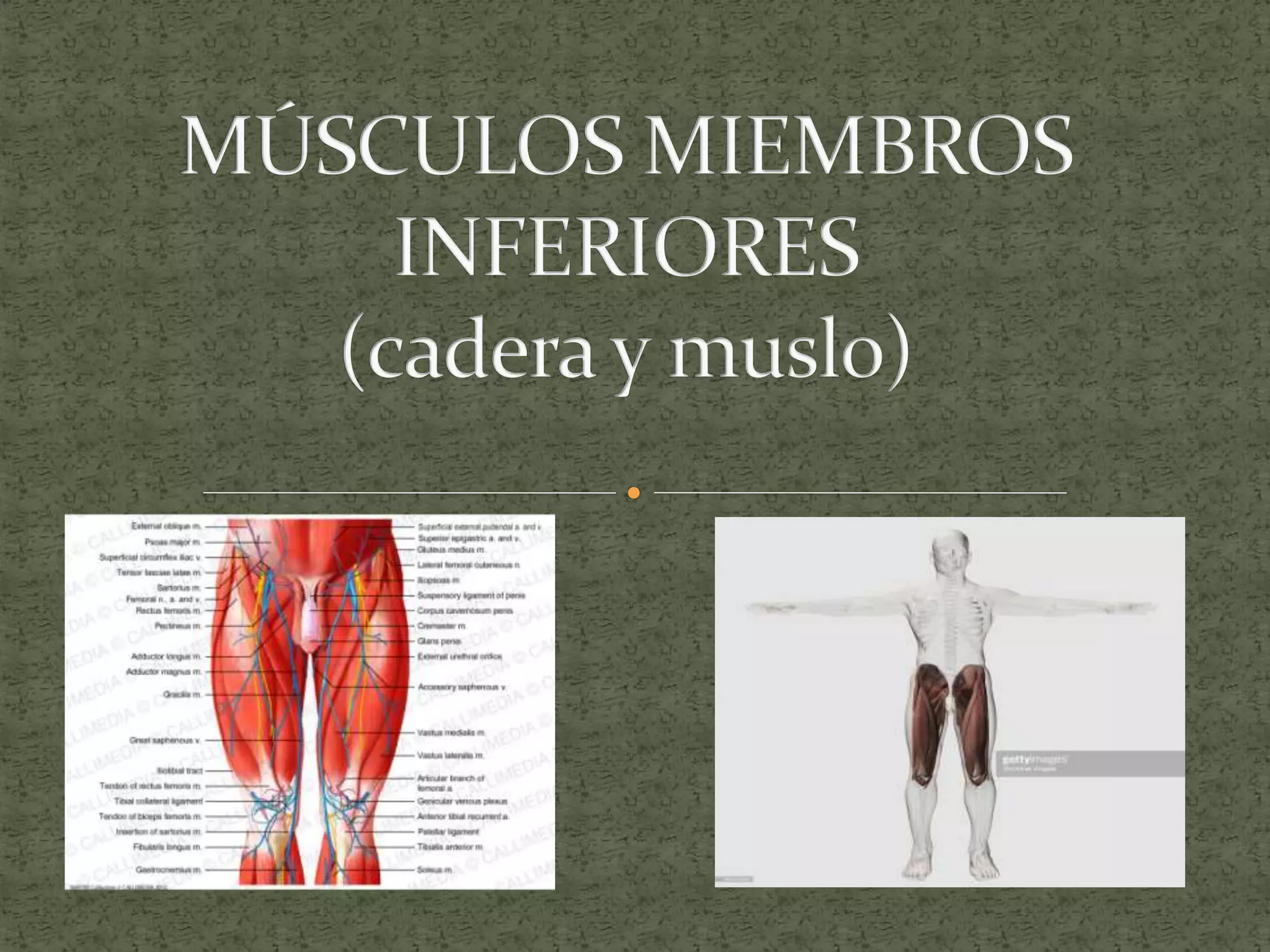 Musulo Bisel Músculos miembros inferiores edit.. copy | PPT