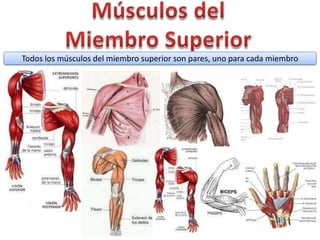 Todos los músculos del miembro superior son pares, uno para cada miembro
 