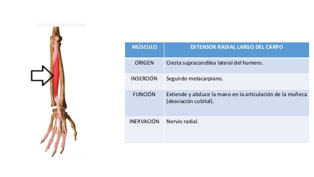 Músculos miembro superior