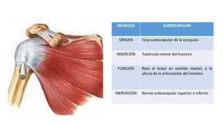 Subescapular Músculos miembro superior | PPTX