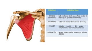 Subescapular msculosmiembrosuperior.IDENTIFICACION DE LAS PARTES DE HUESOS Y ...