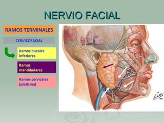 NERVIO FACIAL CERVICOFACIAL RAMOS TERMINALES Ramos bucales inferiores Ramos mandibulares Ramos cervicales (platisma) 