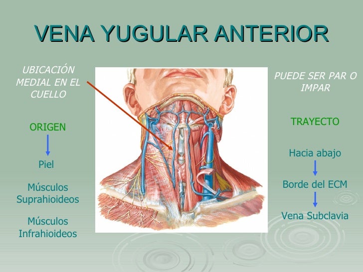 Músculos, nervios y arterias faciales